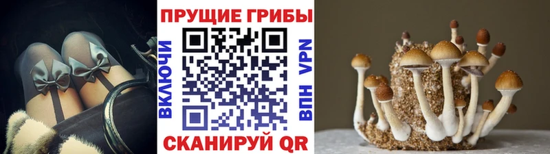 ссылка на мегу зеркало где можно купить наркотик Олонец Галлюциногенные грибы Psilocybine cubensis
